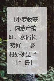 小麦收获、圆葱产销旺、水稻长势好……乡村处处是“丰”景